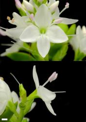 Veronica vernicosa. Flower. Scale = 1 mm.
 Image: P.J. Garnock-Jones © P.J. Garnock-Jones CC-BY-NC 3.0 NZ